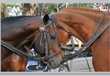 Daily Shot🔘Mounted Police horses are in love