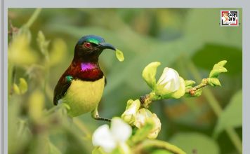 Your Shot đˇ Rumped Sun Bird