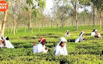 Uttarbanga: গরমের জেরে এবার উত্তরবঙ্গে চায়ের উৎপাদন কমল ৪০ শতাংশ, নষ্ট বহু চা বাগান, ১০০ বটলিফ ফ্যাক্টরি বন্ধ