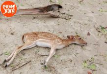 Bangladesh News:এক সপ্তাহে সুন্দরবনে মিলল ১৩৪ টি মৃত হরিণ