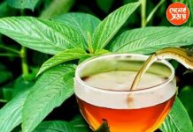 Jute leaf Teaএ রাজ্যেও পাট পাতা থেকে তৈরি হচ্ছে চা! এই চা আপনাকে দেবে সুস্থ জীবন : জানুন বিস্তারিত