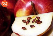 Side effects of consuming apple seeds: আপেল খাওয়ার সময় আপনি কি বীজ চিবিয়ে খেয়ে নেন? আপেলের বীজ যে বিষ ,তা কি আপনি জানেন ? এই বীজ মৃত্যুর কারণও হতে পারে!