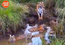 Viral Video āϏā§āύāĻžāύ⧠āĻŽāĻā§āύ āĻļāĻžāĻŦāĻāϰāĻž! āĻĒāĻžāĻšāĻžāϰāĻžāϝāĻŧ āĻŽāĻž āĻŦāĻžāĻāĻŋāύāĻŋ : āĻĻā§āĻā§āύ āĻāĻŋāĻĄāĻŋāĻ