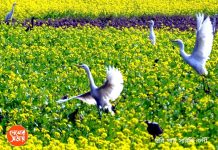 ফেব্রুয়ারিতেই বাংলার সঙ্গে ‘ব্রেক-আপ’ শীতের? ভ্যালেন্টাইনসডে’তে কেমন থাকবে আবহাওয়া? কী জানাচ্ছে হাওয়া অফিস